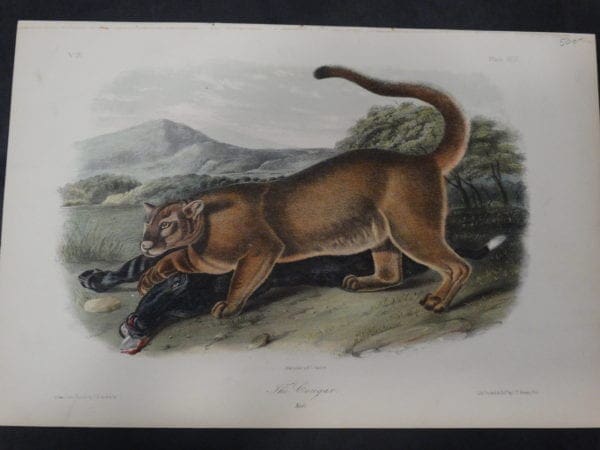 Woodland Animal, Audubon, Cougar Male. 1855 Hand-colored lithograph, J.W. Audubon, J.T. Bowen, Philadelphia.