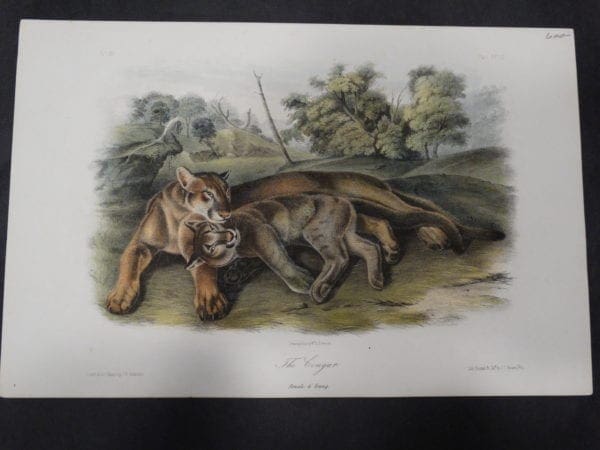 Woodland Audubon The Cougar $600. 1855 Hand-colored Lithograph, J.W. Audubon J.T. Bowen, Philadelphia.