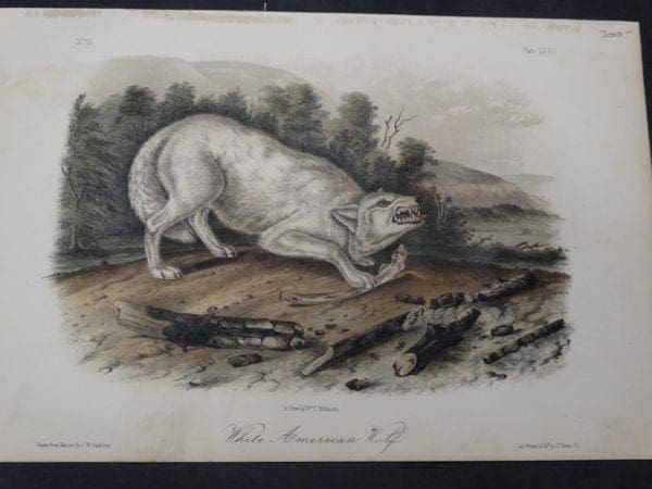 JJ Audubon, White American Wolf $300. 1855 Hand Coloured Lithograph J.W. Audubon J.T. Bowen, Philadelphia