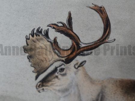 Antique prints lithographs engravings, 18th 19th century, rare bookplates. Wildlife Animals, include: deer, squirrels, cougars, wolves, foxes, caribou, skunk, beavers, bears, otters.