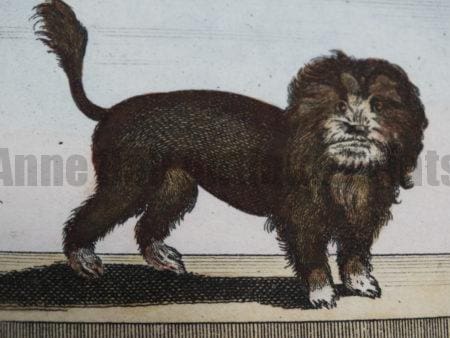 We have exquisite sets of antique dog engravings and lithographs, of felines canines, of all sorts.