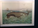 Whale Poster Chromolithograph from c.1900. Austrian. Huge. Stunning colors and condition.