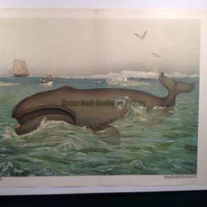 Whale Poster Chromolithograph from c.1900. Austrian. Huge. Stunning colors and condition.