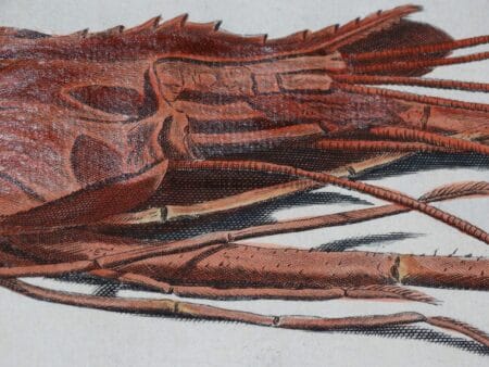 Decorate with misc aquatic marine life. They are antique prints, over 100 years old. Starfish, corals, lobsters by Seba, Knorr, & other 18th & 19th century naturalists, of miscellaneous or misc aquatic and ocean-life..