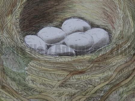 This lovely engraving shows the birdsnests with 6 white eggs in it. A stunning antique engraving. Representative of the interests of man, for birds and birding throughout history. 
