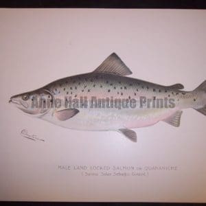 Denton Male Land Locked Salmon