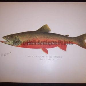 Denton Canadian Red Trout Male