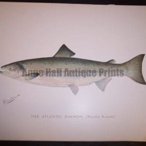 Denton Atlantic Salmon, Salmo Salar.