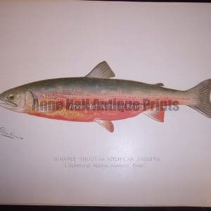 Denton Sunapee Trout or American Saibling