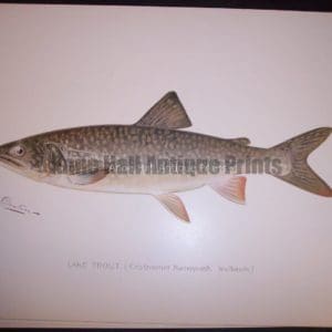 Denton Lake Trout