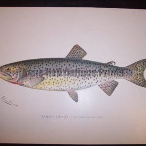 Denton Tahoe Trout. Salmo Henshawi