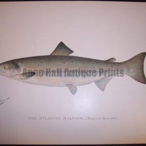 Denton The Atlantic Salmon 2. Salmo Salar.