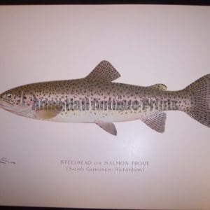 Denton Steelhead or Salmon Trout