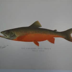terracotta colored fish print