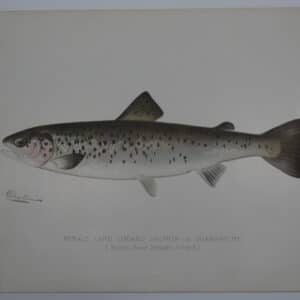 Female Quananiche Sebago Lake