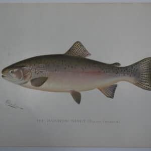 Gifts for Trout Fishermen