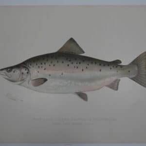 Sebago Lake Maine Fish