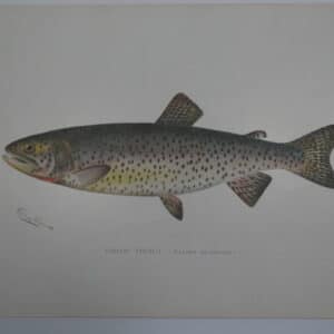 Lake Take California Fish