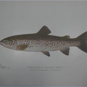 Steelhead fishing art