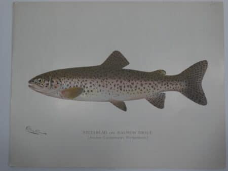 Steelhead fishing art