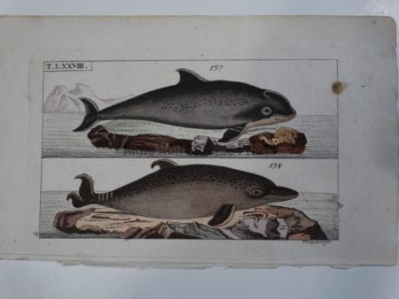 Wilhelm Whales T.LXXVIII.