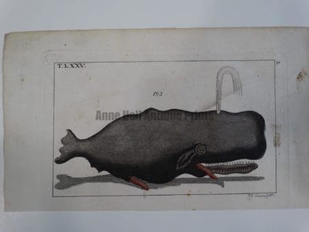 Wilhelm Whales T.LXXV.
