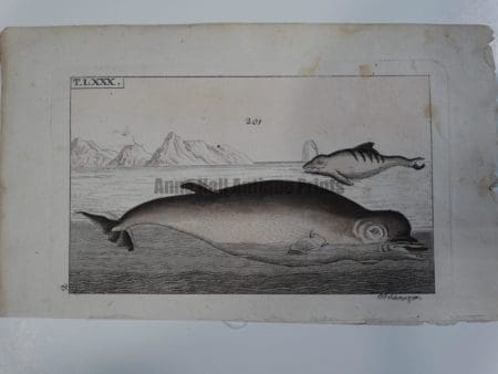 Wilhelm Whales T.LXXX.